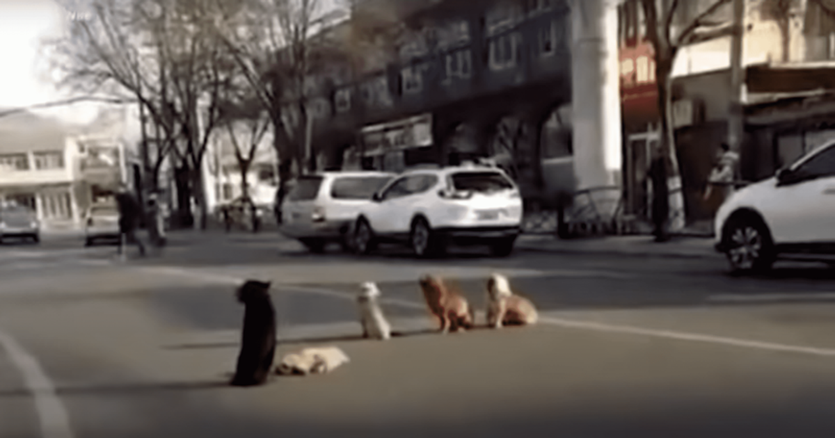 4 Loyal dogs block traffic to protect friend who was hit and can’t move